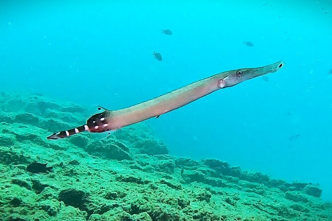 Learn Scuba Diving in Tenerife With Photos Included - Frequently Asked Questions