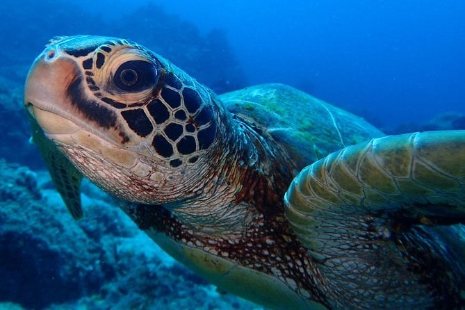 Learn to Dive in 2 Days Scuba Diver Course - Diving Essentials