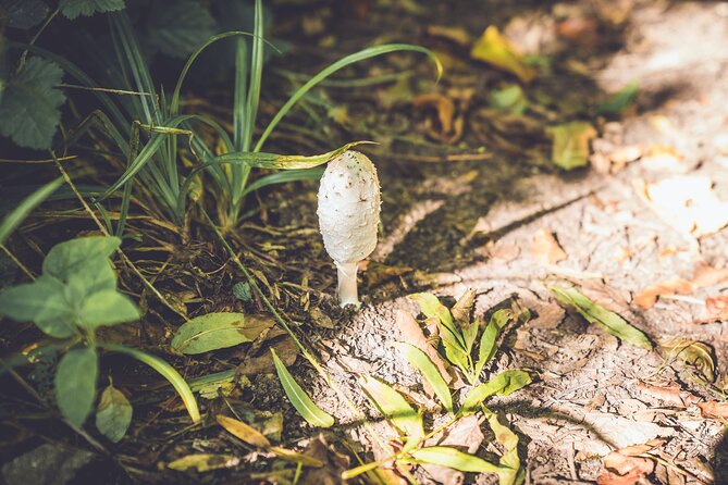 Learn to Forage in Llangollen - Learning Objectives