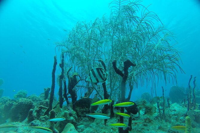 Learn to Scuba Dive in Punta Cana - Meeting and Pickup Details