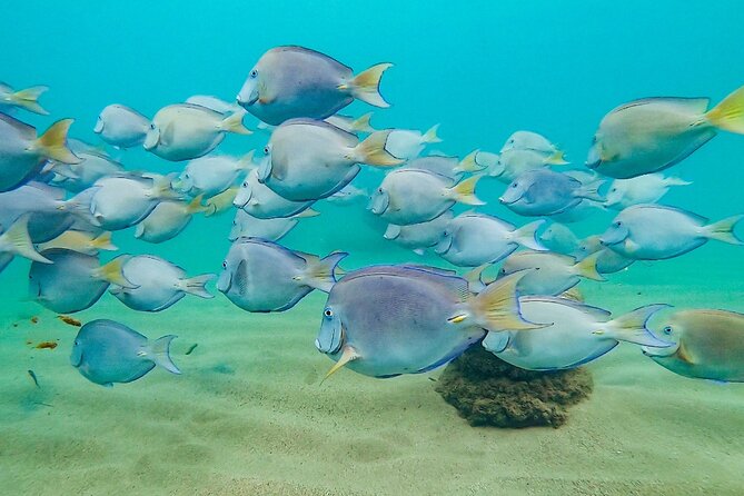 Learn to Snorkel for Families W Children in San Juan, Puerto Rico - Preparing for the Experience