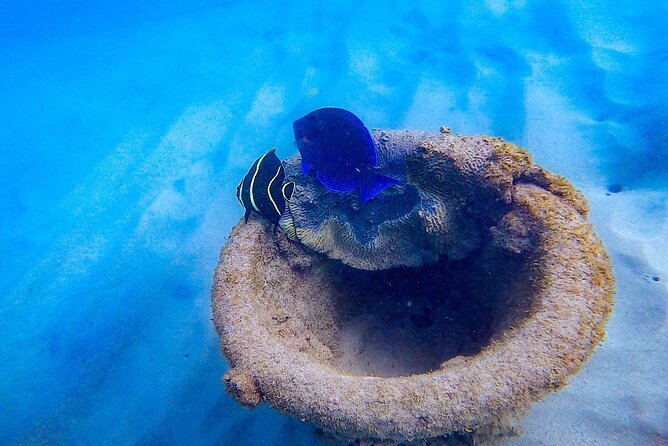 Learn to Snorkel With Fish and Turtles - Snorkeling for Beginners and Experts