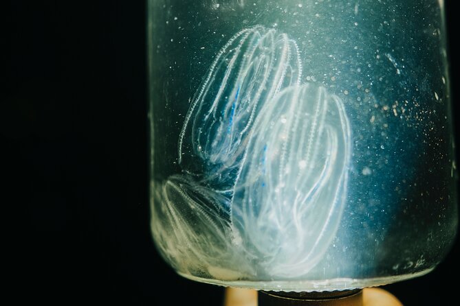 LED Bio Comb Jelly Clear Bottom Kayak or Paddleboard Tour! - Tour Inclusions