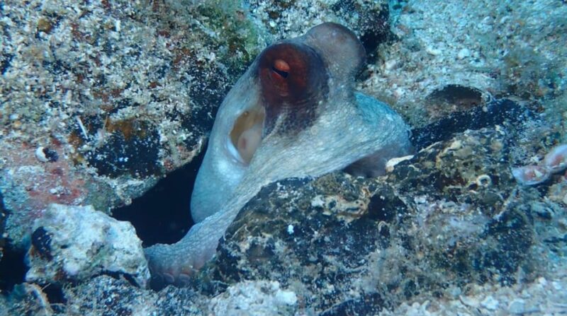 Lefkada to Lefkada 7 Day Scuba Diving Sailing Tour - Scuba Diving Highlights