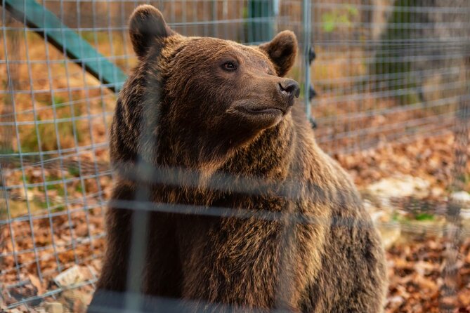 Legends&Wildlife Awaits: Draculas Castle & Bear Sanctuary - Discover the Beauty of Bucharest