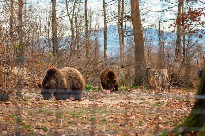 Legends&Wildlife Awaits: Draculas Castle & Bear Sanctuary - Gain Insights From Your Guide