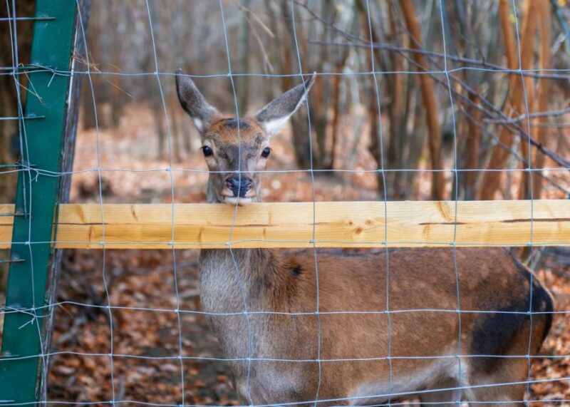 Legends&Wildlife Awaits: Draculas Castle & Bear Sanctuary - Key Points