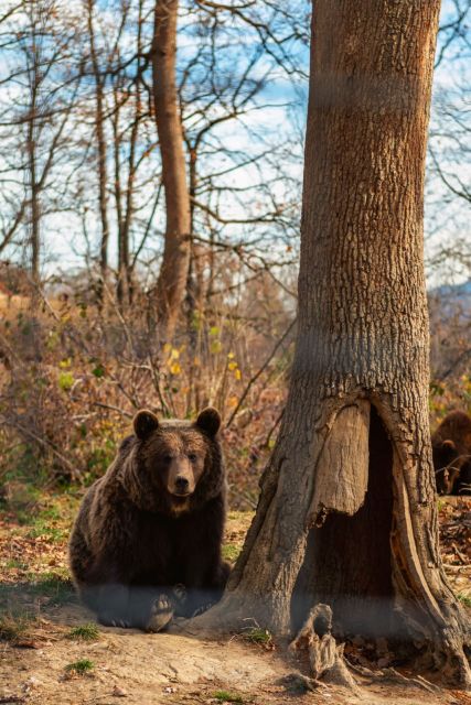 Legends&Wildlife Awaits: Draculas Castle & Bear Sanctuary - Bran Castle