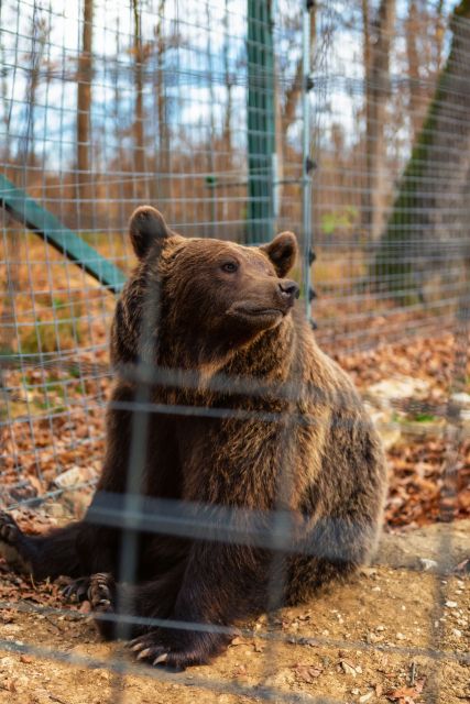 Legends&Wildlife Awaits: Draculas Castle & Bear Sanctuary - Inclusions and Exclusions