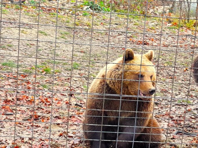 Legends&Wildlife Awaits: Draculas Castle & Bear Sanctuary - Customer Feedback