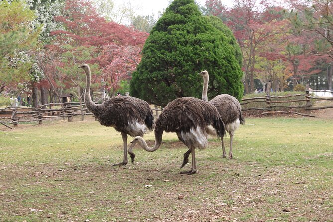 Legoland With Gangchon Railbike One-Day Tour - Planning Your Visit