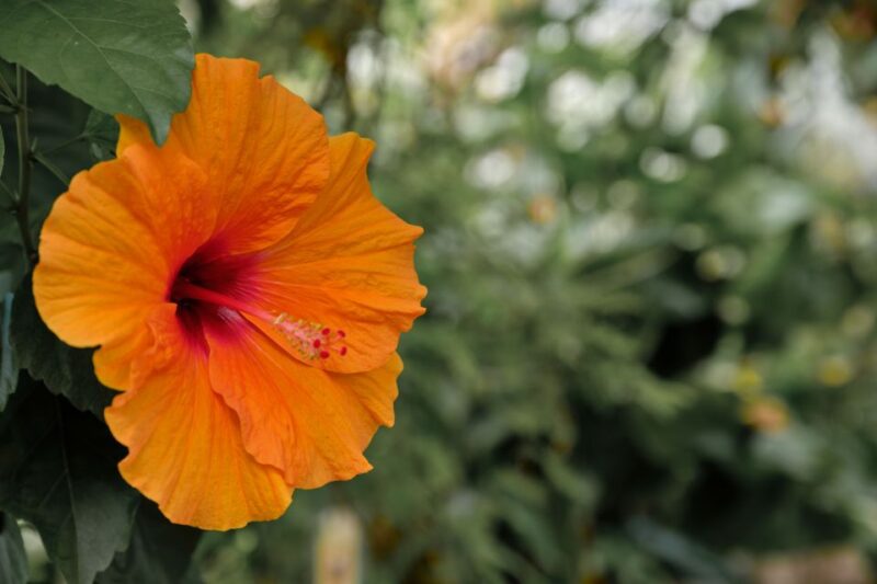 Leiden: Hortus Botanicus Entry Ticket - Visitor Experience