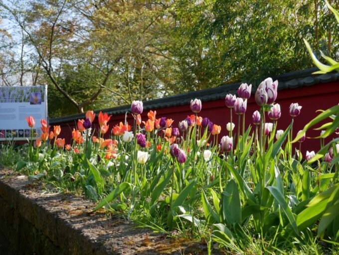 Leiden: Hortus Botanicus Entry Ticket - Explore at Your Pace