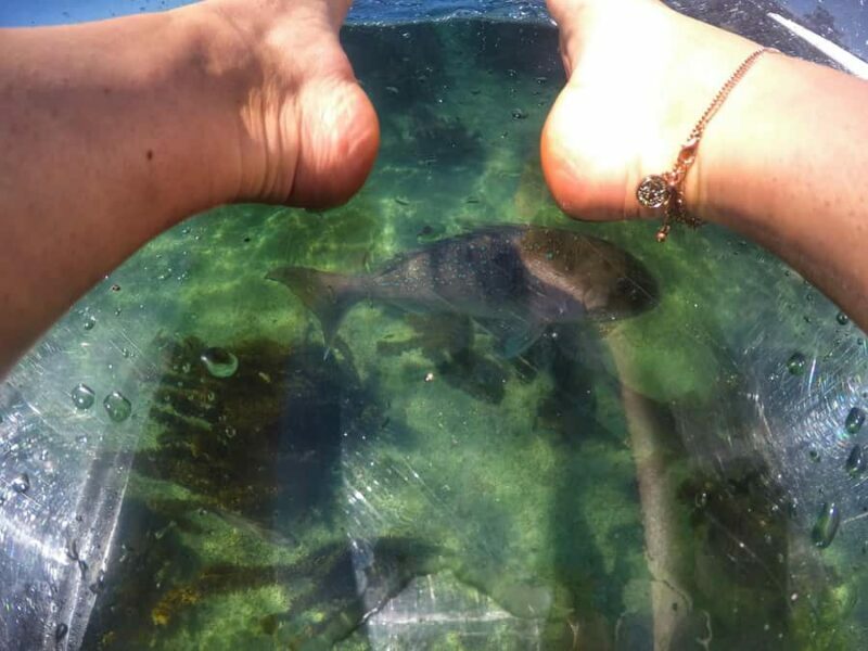 Leigh: Goat Island Clear Kayak Rental - Key Points