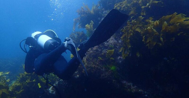 Leigh: Goat Island Guided Diving Tour for Certified Diver - Key Points