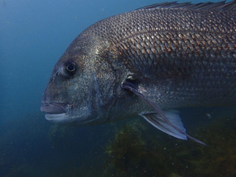 Leigh: Goat Island Guided Diving Tour for Certified Diver - Experience Highlights