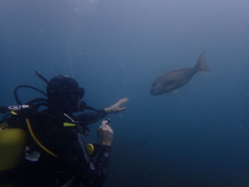 Leigh: Goat Island Guided Diving Tour for Certified Diver - Requirements and Restrictions