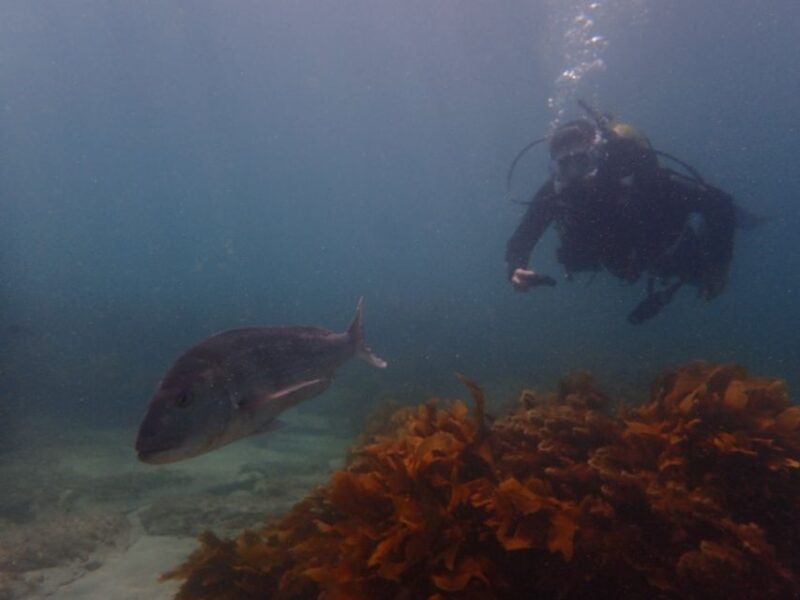 Leigh: Goat Island Guided Diving Tour for Certified Diver - Preparation and What to Bring