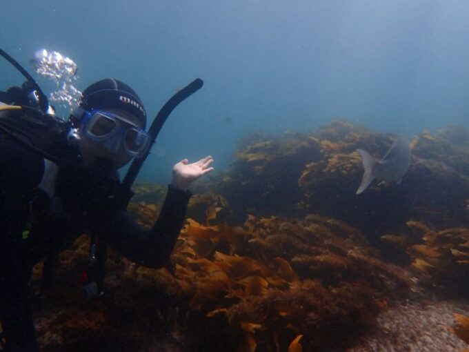 Leigh: Goat Island Guided Diving Tour for Certified Diver - Pricing and Booking