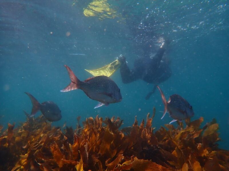 Leigh: Goat Island Guided Snorkeling Tour for Beginners - Snorkeling Experience