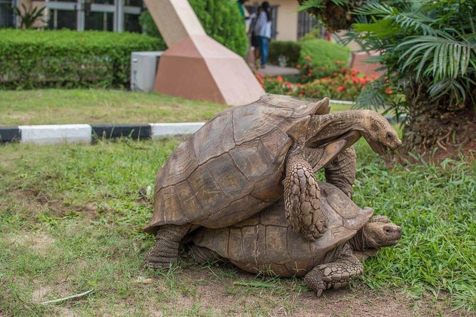 Lekki Conservation Center Extraordinary Tour - Wildlife Spotting