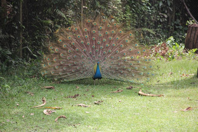 Lekki Conservation Center Extraordinary Tour - Outdoor Activities