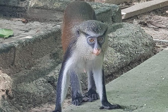 Lekki Conservation Centre - Tour Inclusions