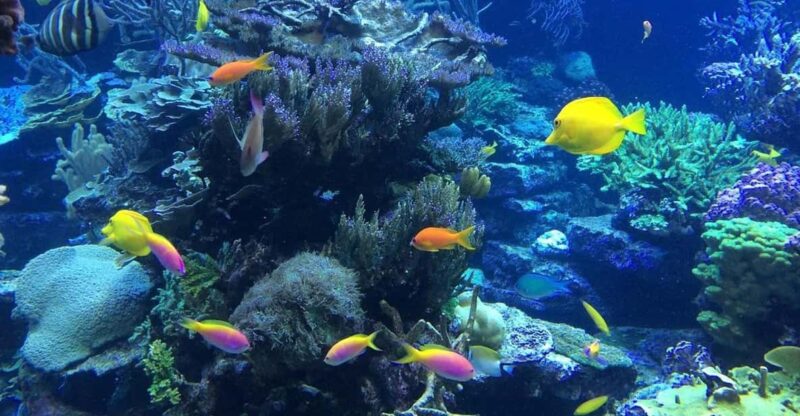 Lembongan : Fully Enjoy! Snorkeling, Sightseeing /1day Tour - Key Points