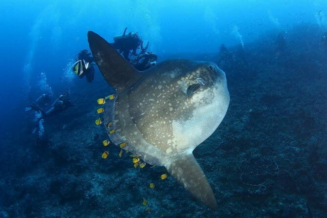 Lembongan Snorkeling at Manta Bay, Crystal Bay and Mangrove - The Value and Who Should Book This Tour