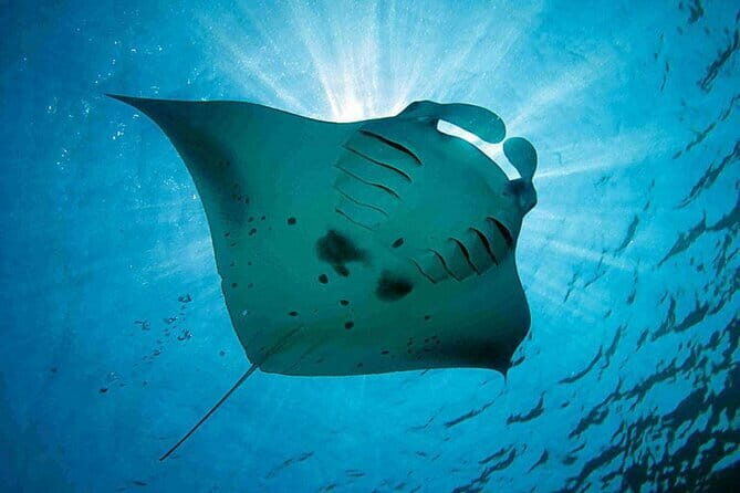 Lembongan Snorkeling at Manta Bay, Crystal Bay and Mangrove - FAQ