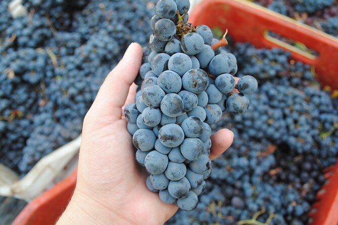 Lemnos Wine Tour - Private Tour - Tour Details