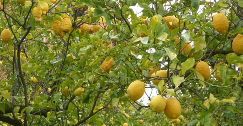 Lemon Nursery & Limoncello: Sorrento E-Bike Tour - Tour Overview