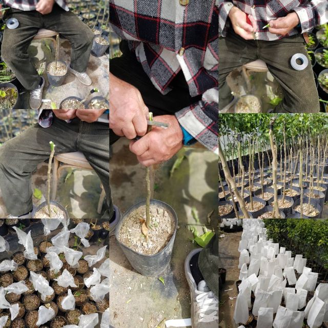 Lemon Nursery & Limoncello: Sorrento E-Bike Tour - Inclusions