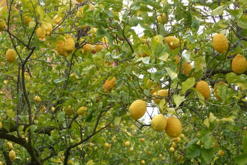 Lemon Nursery & Limoncello: Sorrento E-Bike Tour - Customer Feedback