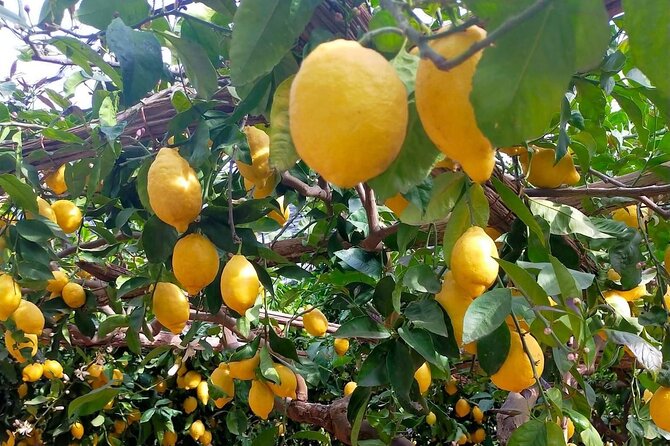 Lemon Path Hike - Amalfi Coast - Meeting and End Points