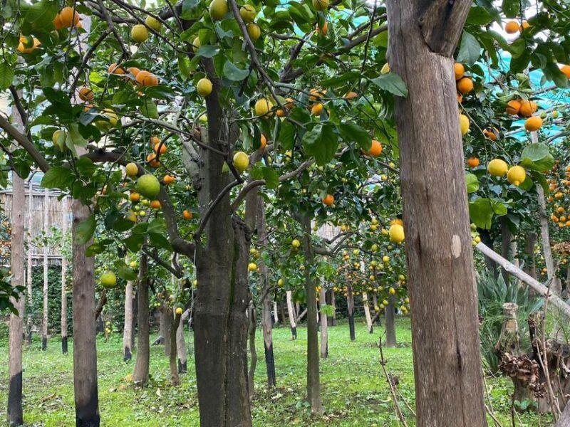 Lemon Tour With Lunch/Dinner - Experience Highlights
