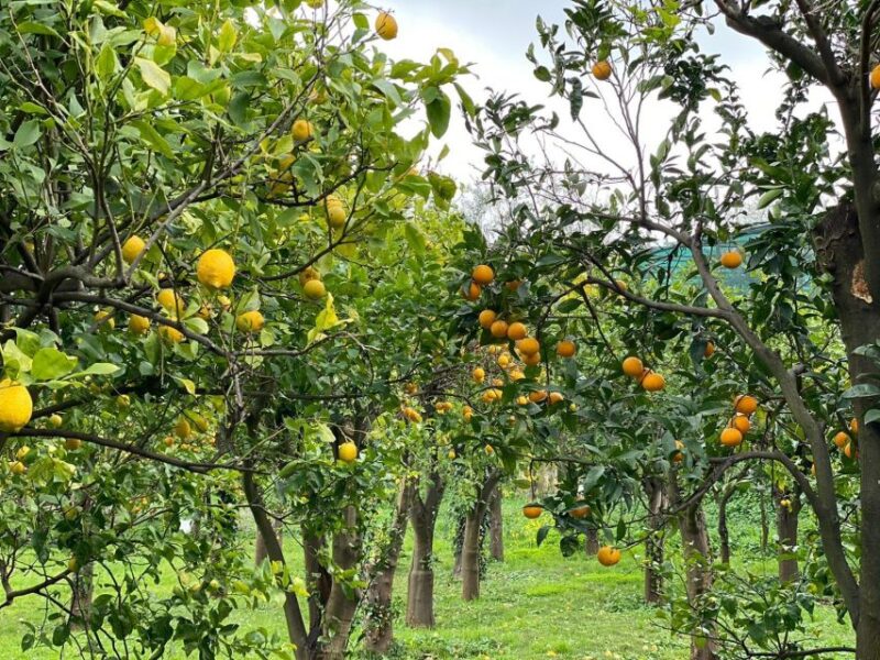 Lemon Tour With Lunch/Dinner - Booking Option