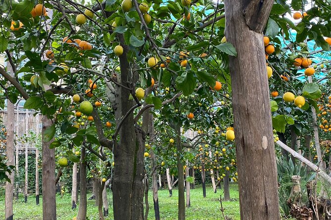 Lemon Tour With Lunch or Dinner - Accessibility and Participation