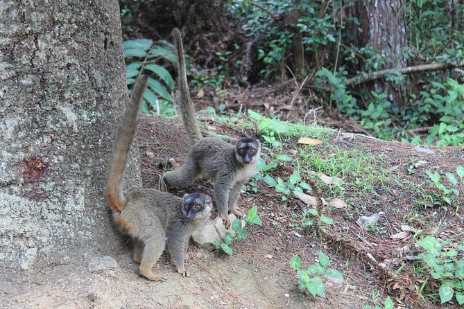 Lemur Day Tour at Andasibe Rainforest and Vakona Lodge Reserve - Included in the Experience