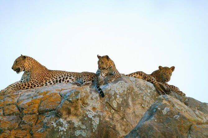 Leopard Half Day Yala National Park Eleven Safari - Comprehensive Review of the Leopard Half Day Yala National Park Eleven Safari