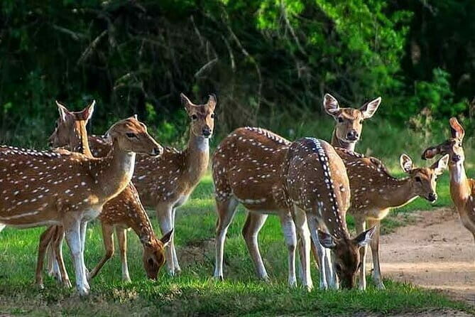 Leopard Half Day Yala National Park Eleven Safari - Key Points