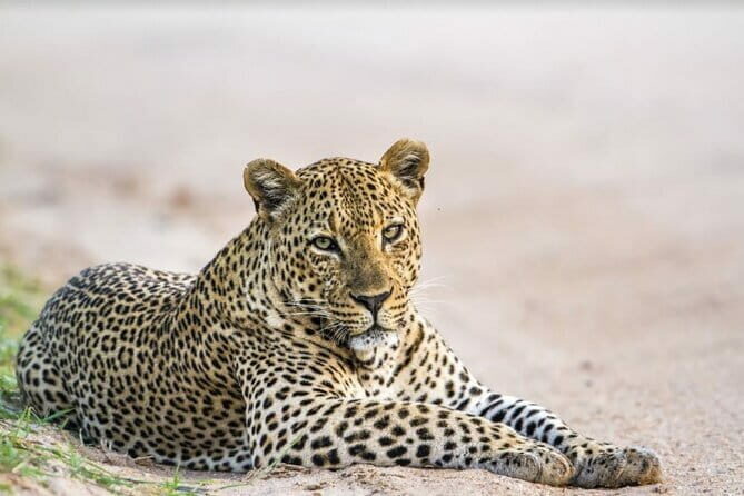 Leopard Half Day Yala National Park Eleven Safari - Exploring Yala: The Itinerary in Detail