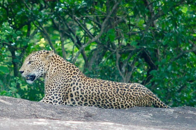 Leopard Half Day Yala National Park Eleven Safari - Who Should Consider This Safari?