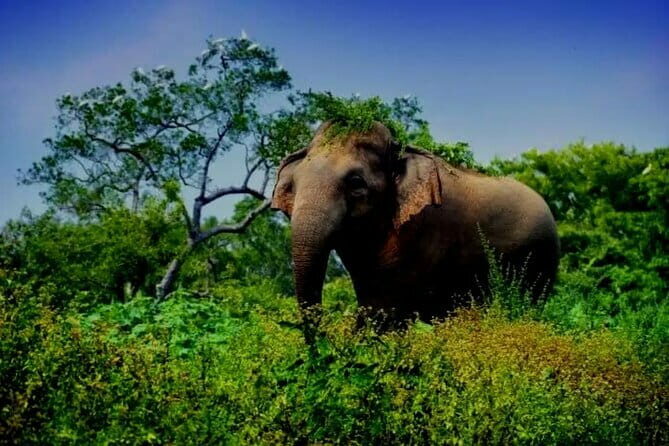 Leopard Half Day Yala National Park Eleven Safari - Final Thoughts: Why This Safari Packs a Punch