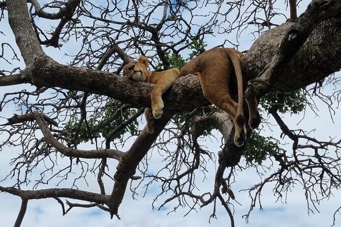 Leopard Luxury Safari in Tanzania - Safari Exclusions
