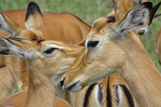 Leopard Luxury Safari in Tanzania - Pickup and Meeting