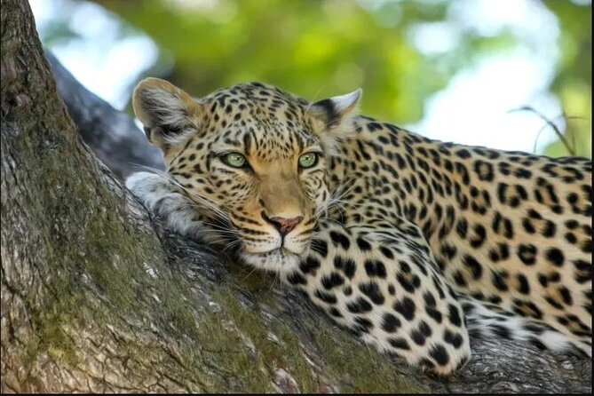 Leopard Luxury Safari in Tanzania - Accommodation and Meals