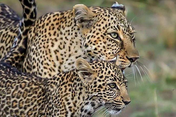 Leopard Safari in 4x4 Vehicle in Jhalana Park Including Transfers - Key Points