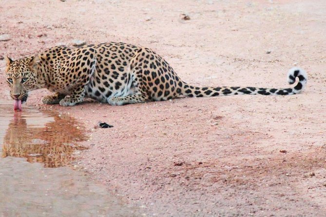 Leopard Safari in 4x4 Vehicle in Jhalana Park Including Transfers - Private Pickup and Drop-off