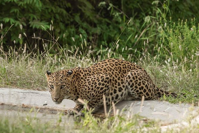 Leopard Safari in 4x4 Vehicle in Jhalana Park Including Transfers - Pickup Information Details